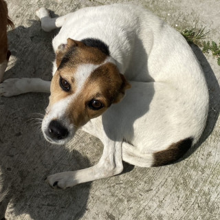 AKIRA | Raza Mestiza | Perdida