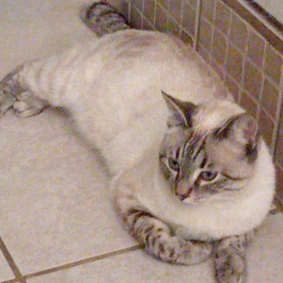 LUNA | Raza Aslan o Siamés moderno, punto tabby | Final Feliz