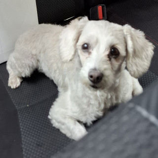  | Raza French Poodle o Caniche | Encontrada