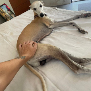 BUTTERS | Raza Galgo Italiano | Perdido