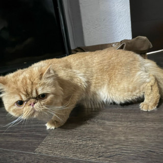  | Raza Persa | Encontrado