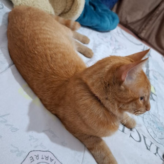 RITHA | Raza Doméstico Américano de Pelo Corto | Final Feliz