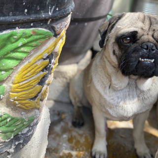 ROCO | Raza Pug o Carlin | Perdido