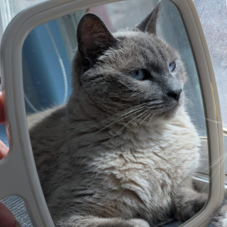 Foto de PONYO