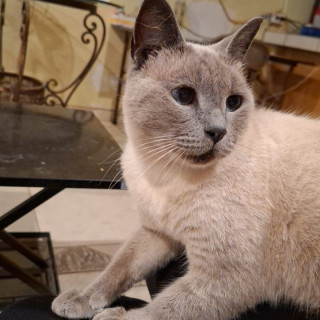 KIRA | Raza Siamés Punto Azul | Perdido