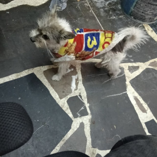 CHURCO | Raza Mestizo, cruza de Chihuahua con Schnauzer | Perdido