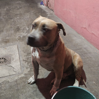  | Raza American Pitbull Terrier | Final Feliz