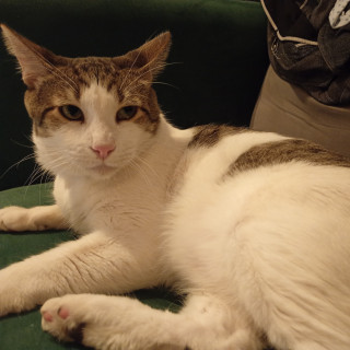 Foto de LOKI