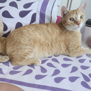 NALA | Raza Doméstico Américano de Pelo Corto | Perdida