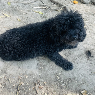 MÍA | Raza French Poodle | Final Feliz