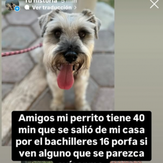 BOSSTER | Raza Schnauzer | Final Feliz