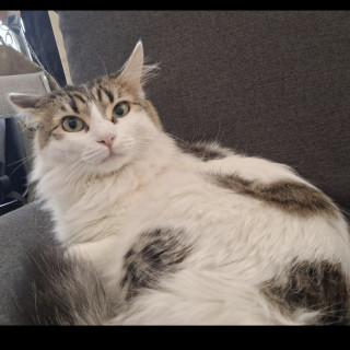 FEY | Raza Doméstico Americano de pelo semilargo | Final Feliz