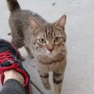 CHITO | Raza Doméstico Américano de Pelo Corto | Final Feliz