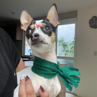 Foto de MOLLY