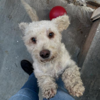 COCO | Raza Mestizo | Perdido