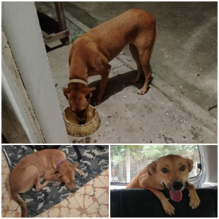 Foto de POCHY