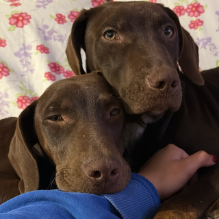 TLACUA Y CUACHE | Raza Mestizos, cruza de Dóberman Pinscher | Perdido