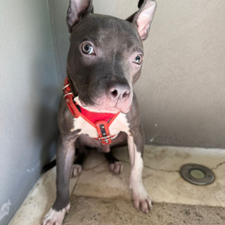 | Raza American Pitbull Terrier | Encontrado