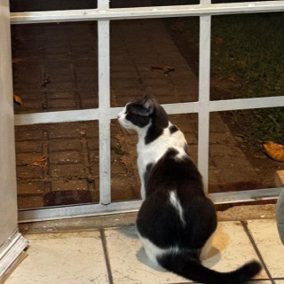 DANTE | Raza Doméstico Américano de Pelo Corto | Perdido