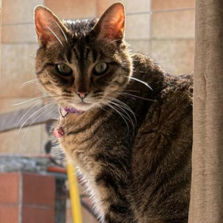 RATOS | Raza Doméstico Américano de Pelo Corto | Perdida