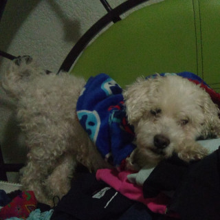 WAWIS | Raza French Poodle o Caniche | Perdido