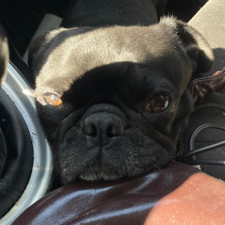 DUG | Raza Pug o Carlin | Final Feliz