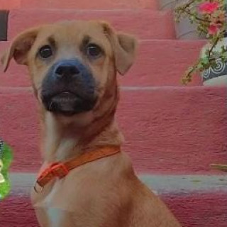 TOBY | Raza Mestizo | Perdido