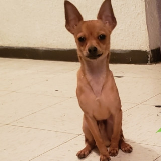 FENEC | Raza Chihuahua | Perdido