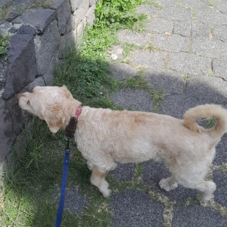  | Raza Mestizo, posible cruza de French Poodle con Cocker | Encontrado