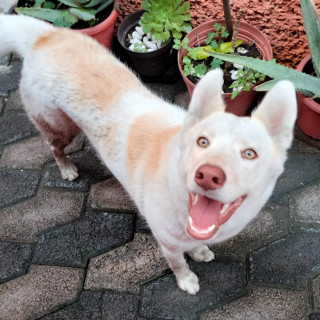  | Raza Husky Siberiano | Encontrada