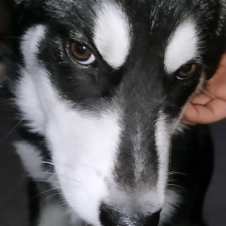 VALTO | Raza Husky Siberiano | Perdido