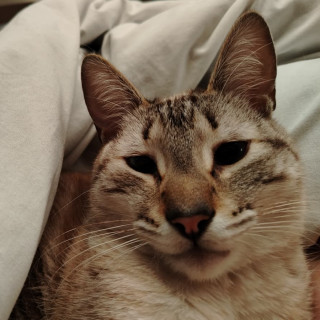 LAYLA | Raza Aslan o Siamés Moderno Punto Tabby | Perdido