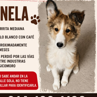 CANELA | Raza Collie de Pelo Largo | Perdida