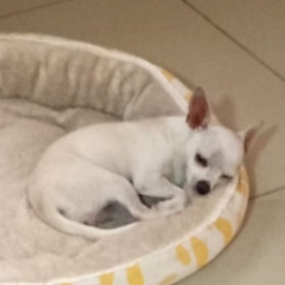 LUNA | Raza Chihuahua | Final Feliz
