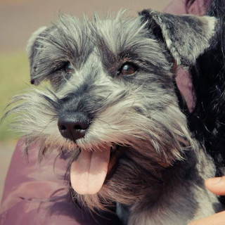 MIKA | Raza Schnauzer | Perdida
