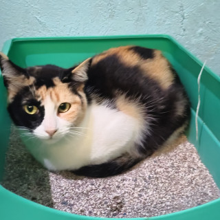 CALI | Raza Calicó de pelo corto | En Adopción