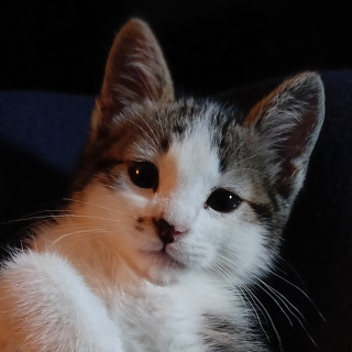 HERMOSO GATITO | Raza Doméstico Americano de pelo semilargo | En Adopción