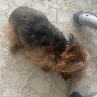 SOFÍA | Raza Yorkshire Terrier (Yorkie) | Perdida