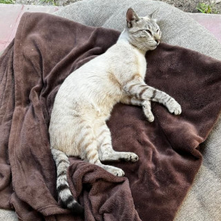 ALMENDRA | Raza Aslan O Siamés Moderno, Punto Tabby | Perdida