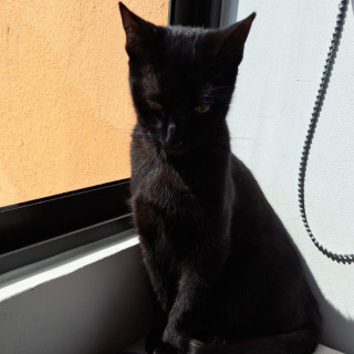 Foto de LUNA