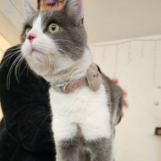  | Raza Doméstico Américano de Pelo Corto | Encontrado