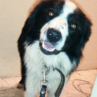  | Raza Border Collie  | Encontrado