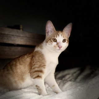LUNA | Raza Doméstico Américano de Pelo Corto | Perdida