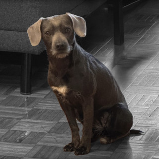 PEPPER | Raza Mestiza | Final Feliz
