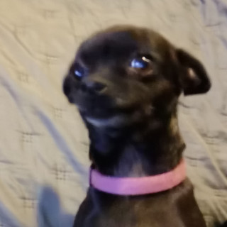 LUNA | Raza Chihuahua | Perdida