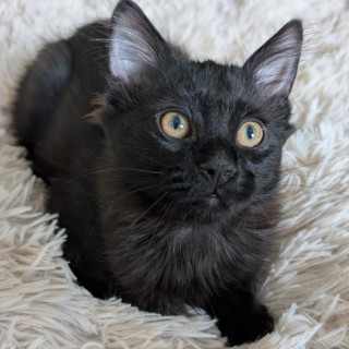 NOIR | Raza Angora Turco Negro | En Adopción