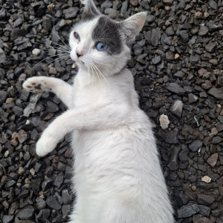 GOYIS | Raza Doméstico Américano de Pelo Corto | Perdida