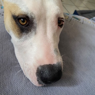  | Raza Mestizo, cruza de American Pitbull Terrier con Bóxer | Encontrado