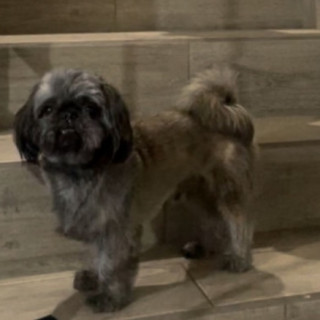BRUNO | Raza Shih Tzu  | Perdido
