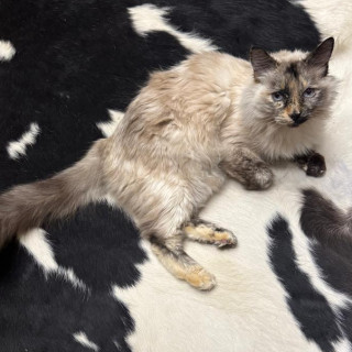 ISIS | Raza Balinés Punto Carey | Final Feliz